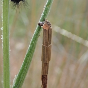 Lepidoscia arctiella at Cook, ACT - 19 Sep 2021 09:45 AM