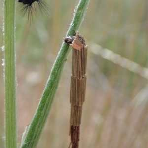 Lepidoscia arctiella at Cook, ACT - 19 Sep 2021