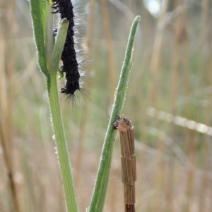 Lepidoscia arctiella at Cook, ACT - 19 Sep 2021 09:45 AM