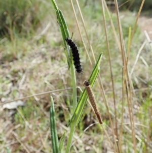 Lepidoscia arctiella at Cook, ACT - 19 Sep 2021 09:45 AM