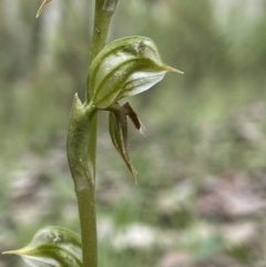 Oligochaetochilus aciculiformis (Needle-point rustyhood) at Black Mountain - 15 Oct 2021 by AJB