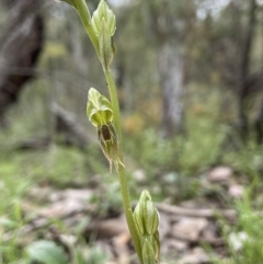 Oligochaetochilus aciculiformis at Acton, ACT - 15 Oct 2021