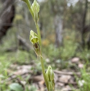 Oligochaetochilus aciculiformis at Acton, ACT - 15 Oct 2021