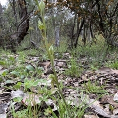 Oligochaetochilus aciculiformis at Acton, ACT - 15 Oct 2021