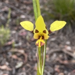 Diuris sulphurea (Tiger Orchid) at Black Mountain - 15 Oct 2021 by AJB