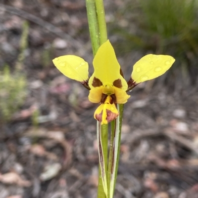 Diuris sulphurea (Tiger Orchid) at Black Mountain - 15 Oct 2021 by AJB