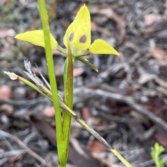 Diuris sulphurea at Bruce, ACT - suppressed