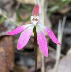 Caladenia fuscata (Dusky Fingers) at Black Mountain - 15 Oct 2021 by AJB