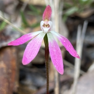 Caladenia fuscata (Dusky Fingers) at Aranda, ACT - 15 Oct 2021 by AJB