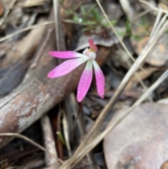 Caladenia fuscata at Aranda, ACT - 15 Oct 2021