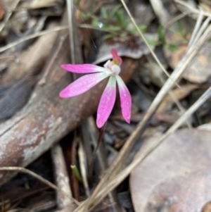 Caladenia fuscata at Aranda, ACT - 15 Oct 2021