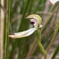 Caladenia cucullata (Lemon Caps) at Bruce, ACT - 15 Oct 2021 by AJB