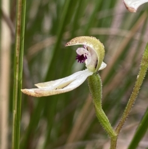 Caladenia cucullata at Bruce, ACT - suppressed