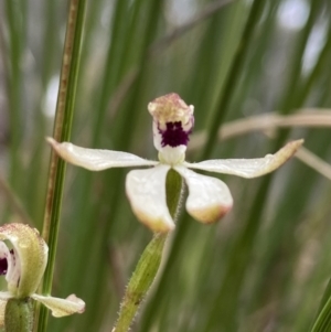 Caladenia cucullata at Bruce, ACT - suppressed