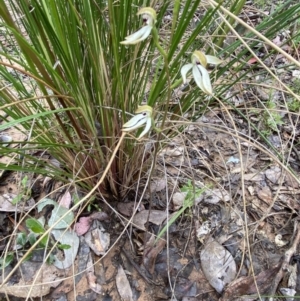 Caladenia cucullata at Bruce, ACT - suppressed