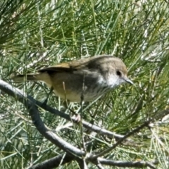 Acanthiza pusilla (Brown Thornbill) at Cotter Reserve - 22 May 2021 by PeteWoodall