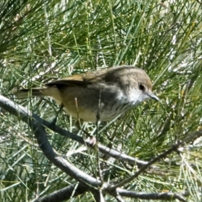 Acanthiza pusilla (Brown Thornbill) at Cotter Reserve - 22 May 2021 by PeteWoodall