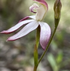 Caladenia moschata (Musky caps) at Molonglo Valley, ACT - 15 Oct 2021 by AJB