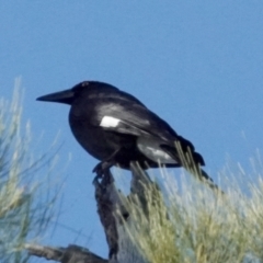 Strepera graculina (Pied Currawong) at Coree, ACT - 22 May 2021 by PeteWoodall