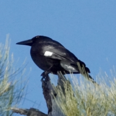 Strepera graculina (Pied Currawong) at Cotter Reserve - 22 May 2021 by PeteWoodall