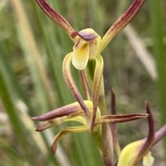 Lyperanthus suaveolens (Brown Beaks) at Black Mountain - 15 Oct 2021 by AJB