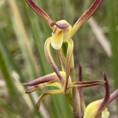 Lyperanthus suaveolens (Brown Beaks) at Black Mountain - 15 Oct 2021 by AJB