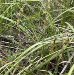 Lyperanthus suaveolens at Bruce, ACT - suppressed