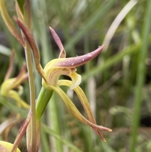 Lyperanthus suaveolens at Bruce, ACT - suppressed