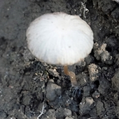 Unverified Fungus at Melba, ACT - 23 May 2021 by PeteWoodall