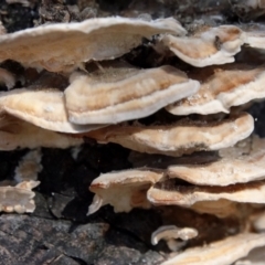 Trametes sp. at Melba, ACT - 23 May 2021 by PeteWoodall