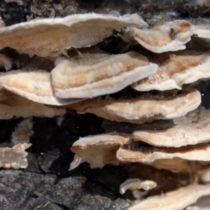 Trametes sp. at Melba, ACT - 23 May 2021 10:33 AM