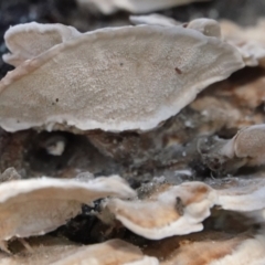 Trametes sp. at Melba, ACT - 23 May 2021 10:33 AM