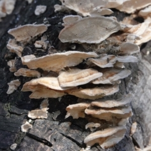 Trametes sp. at Melba, ACT - 23 May 2021 10:33 AM