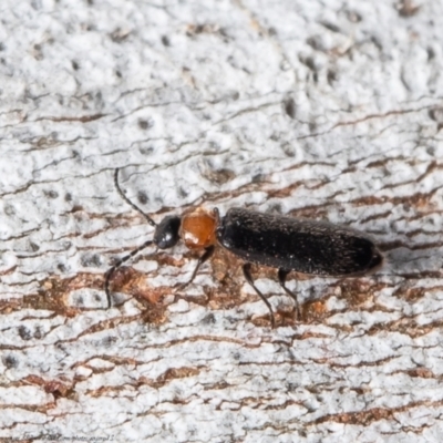 Heteromastix sp. (genus) (Soldier beetle) at Black Mountain - 15 Oct 2021 by Roger