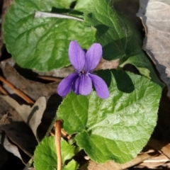 Viola odorata (Sweet Violet, Common Violet) at Melba, ACT - 23 May 2021 by PeteWoodall