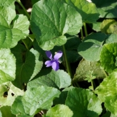 Viola odorata at Melba, ACT - 23 May 2021 10:36 AM