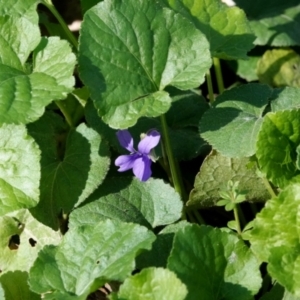 Viola odorata at Melba, ACT - 23 May 2021 10:36 AM