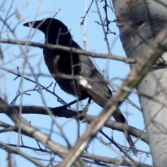 Strepera graculina (Pied Currawong) at Melba, ACT - 23 May 2021 by PeteWoodall