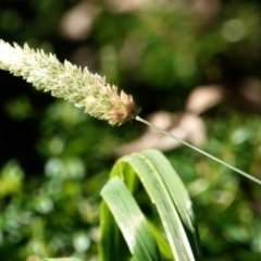 Phalaris aquatica (Phalaris, Australian Canary Grass) at Melba, ACT - 23 May 2021 by PeteWoodall