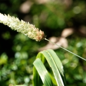 Phalaris aquatica at Melba, ACT - 23 May 2021 10:48 AM