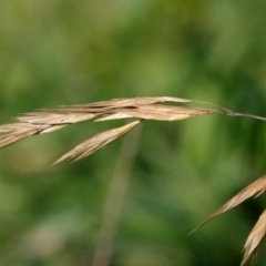 Bromus catharticus (Prairie Grass) at Melba, ACT - 23 May 2021 by PeteWoodall