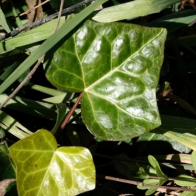 Hedera helix (Ivy) at Melba, ACT - 23 May 2021 by PeteWoodall