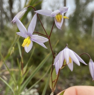 Stypandra glauca (Nodding Blue Lily) at Black Mountain - 15 Oct 2021 by AJB