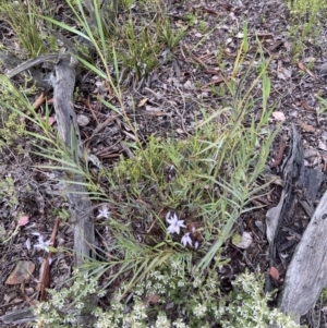 Stypandra glauca at Bruce, ACT - 15 Oct 2021