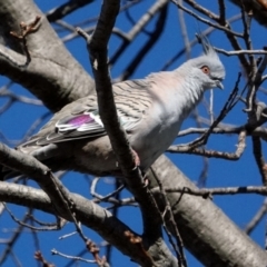 Ocyphaps lophotes (Crested Pigeon) at Melba, ACT - 23 May 2021 by PeteWoodall