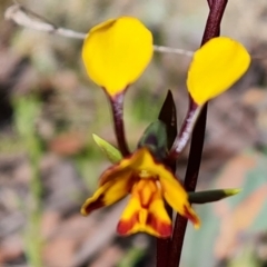 Diuris semilunulata (Late Leopard Orchid) at Jerrabomberra, ACT - 15 Oct 2021 by Mike