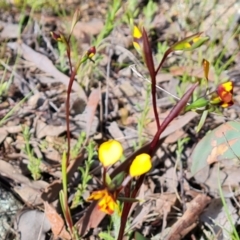 Diuris semilunulata at Jerrabomberra, ACT - 15 Oct 2021