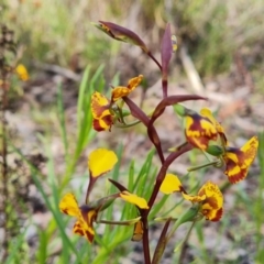 Diuris semilunulata at Jerrabomberra, ACT - 15 Oct 2021