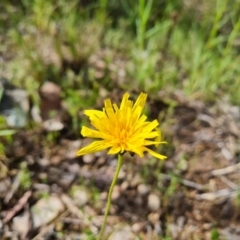 Microseris walteri (Yam Daisy, Murnong) at Jerrabomberra, ACT - 15 Oct 2021 by Mike