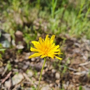 Microseris walteri at Jerrabomberra, ACT - 15 Oct 2021